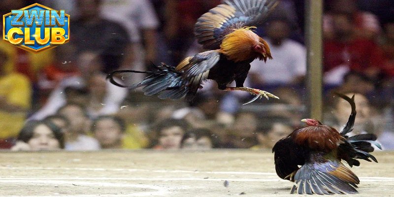 Các giải đấu được yêu thích nhất