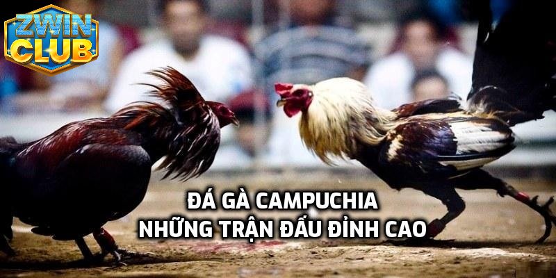 Các trận chiến gà nòi đẳng cấp