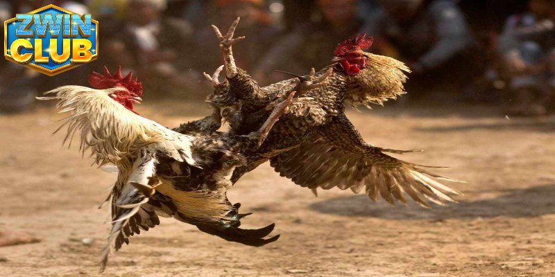Điểm qua các mẹo đá gà cựa sắt thắng bất bại