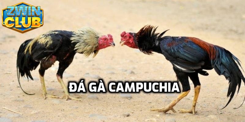 Đôi nét về đá gà Campuchia