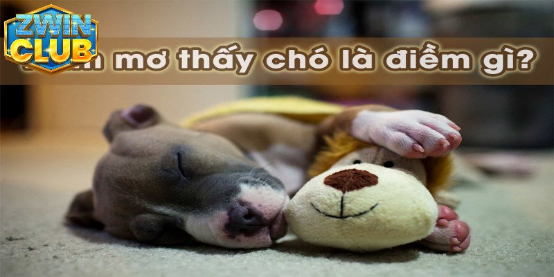 Đôi nét về giấc mơ thấy chó