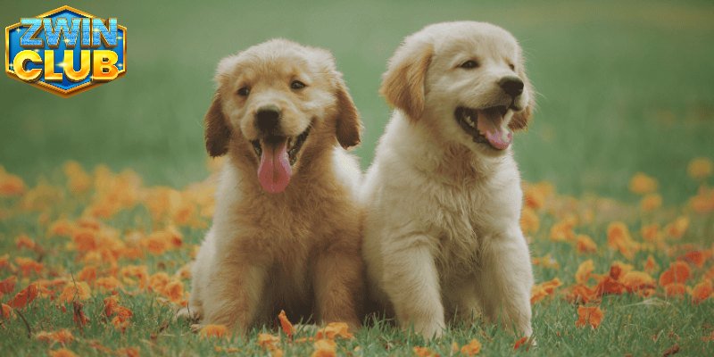 Mơ thấy chó màu vàng điềm báo gì