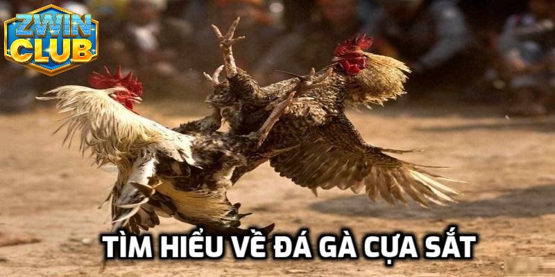 Một vài loại hình hấp dẫn