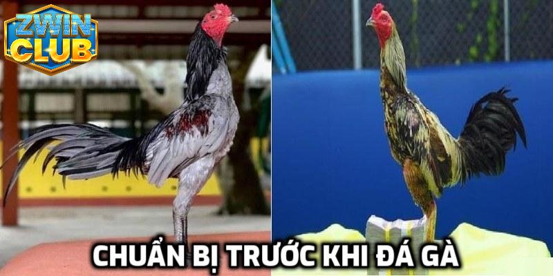 Tìm hiểu các quy tắc cần nắm trước chơi chọi gà cựa sắt